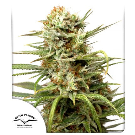 Auto White Widow® - Dutch Passion pack x 3