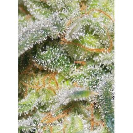 Auto White Widow® - Dutch Passion pack x 3
