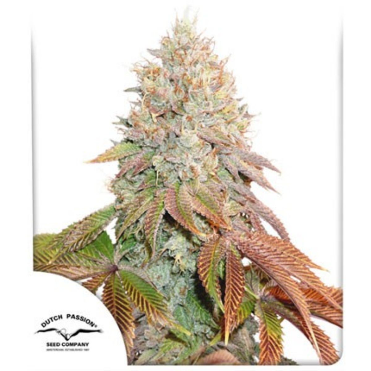 Auto Banana Blaze® - Dutch Passion pack x 3