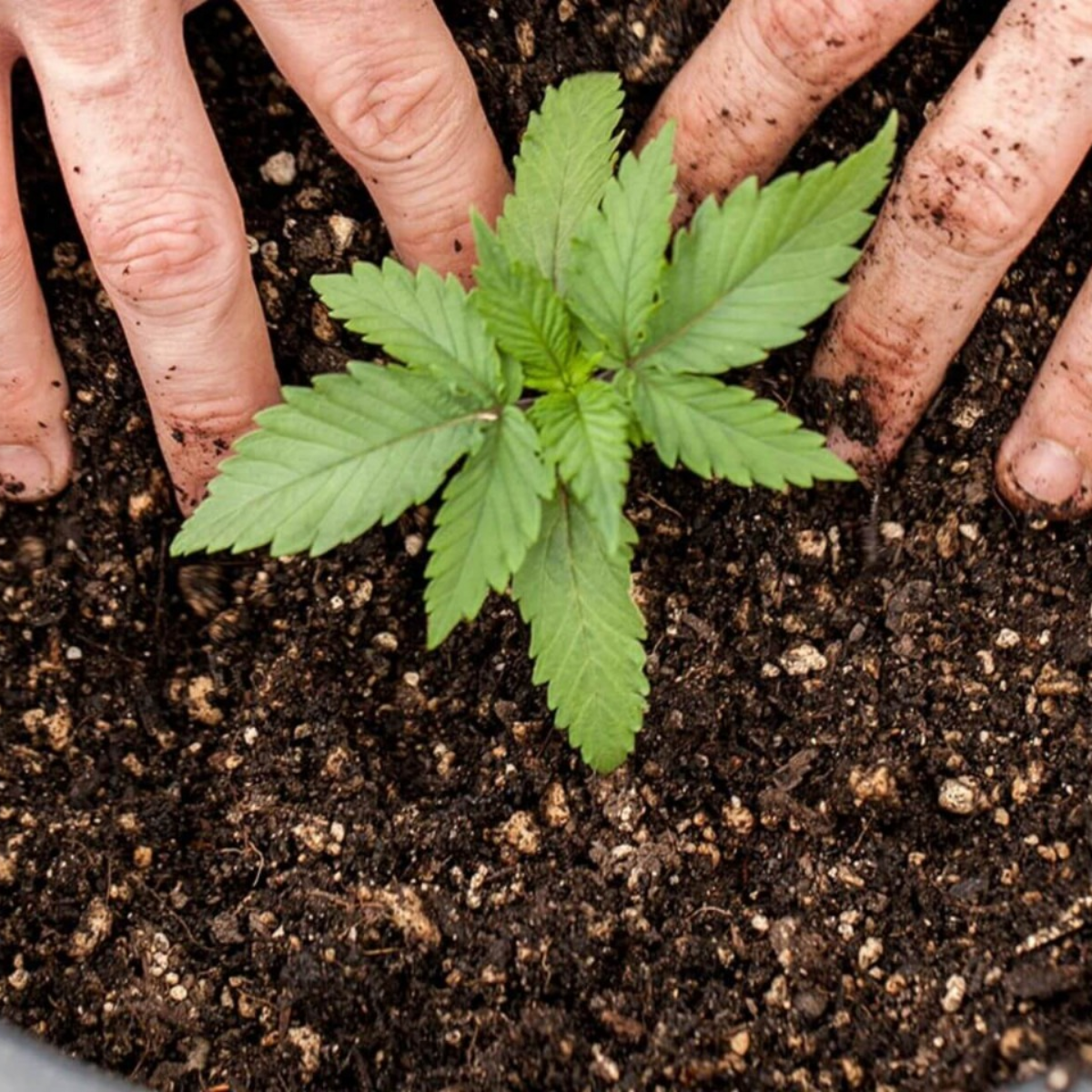 Analisis de PH y EC para sustratos