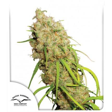 THC: Muy alto Sativa dominante Tiempo: 12-15 Semanas Sabor: Dulce, terroso y especiado