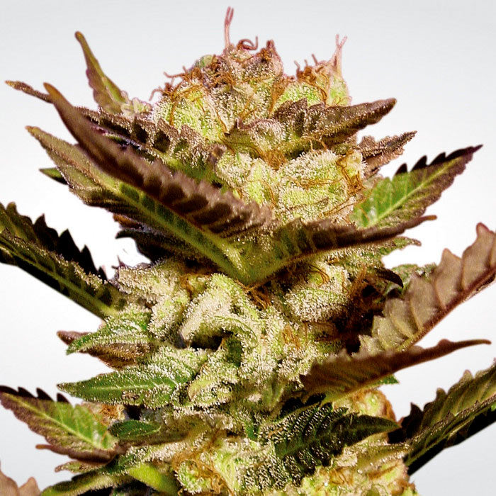 THC: 18-22% CBD: 0.1% 90% Indica 10% Sativa Tiempo: 56 días Efecto: Cuerpo, Relajación Sabor: Dulce, Perfume
