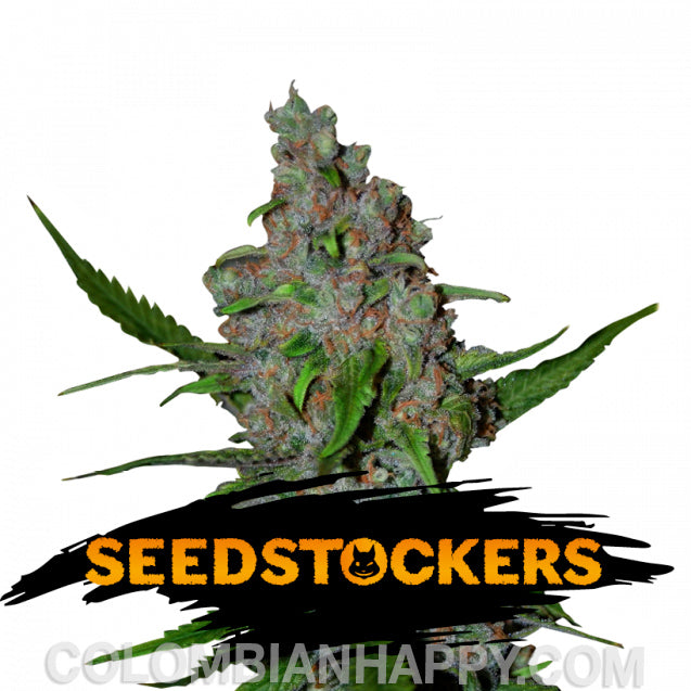 Predominancia: híbrida Interior/Exterior Periodo de floración máximo: 8 semanas Rendimiento : XXL, brotes duros como una roca y cubiertos de tricomas THC: Muy alto (20+%) Sabor: helado dulce y un toque de galletas de vainilla y chocolate recién horneadas Efecto: Relajante