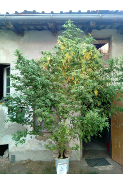 Super Skunk Feminizada - Seed Stockers - Pack x 3