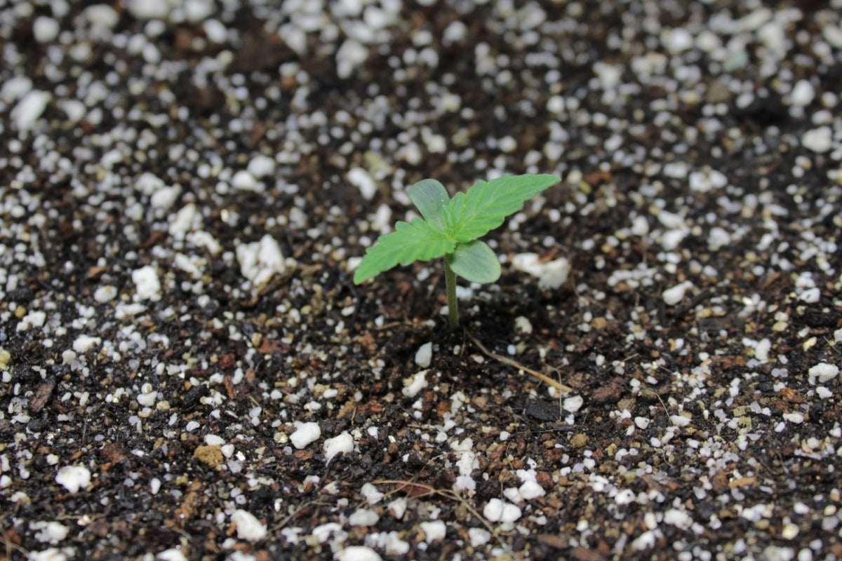 Sustramed Premium Mix