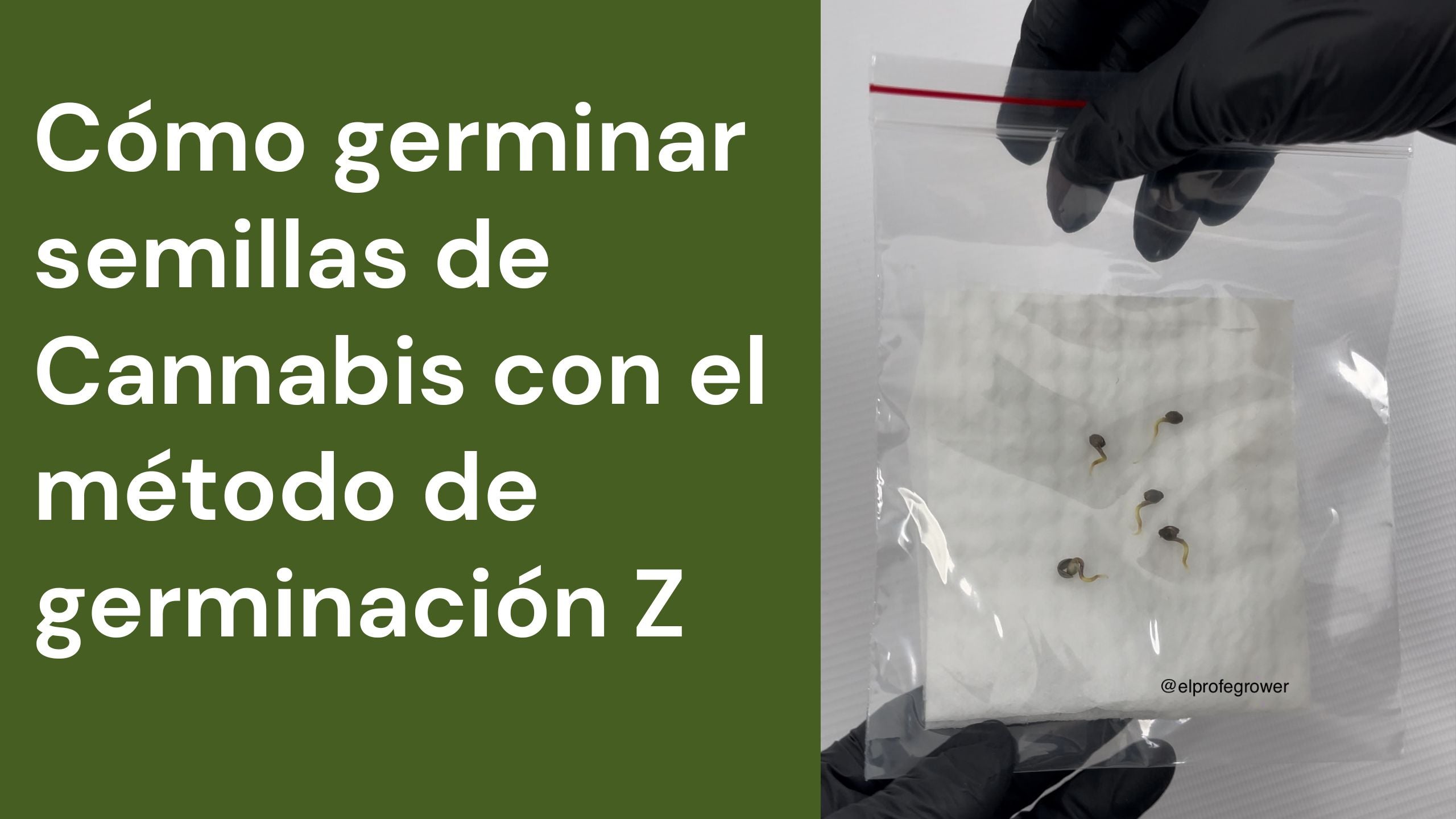 Cómo germinar semillas de Cannabis con el método de germinación Z (Ziploc-Petri del Profe Daniel)
