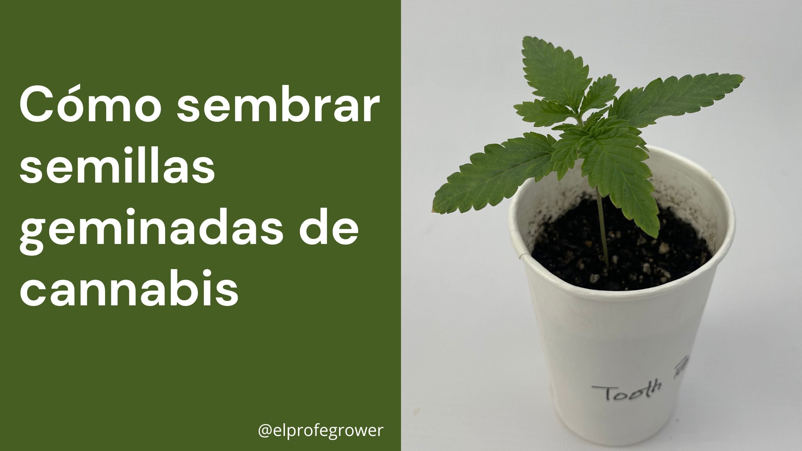 Cómo sembrar semillas germinadas de cannabis