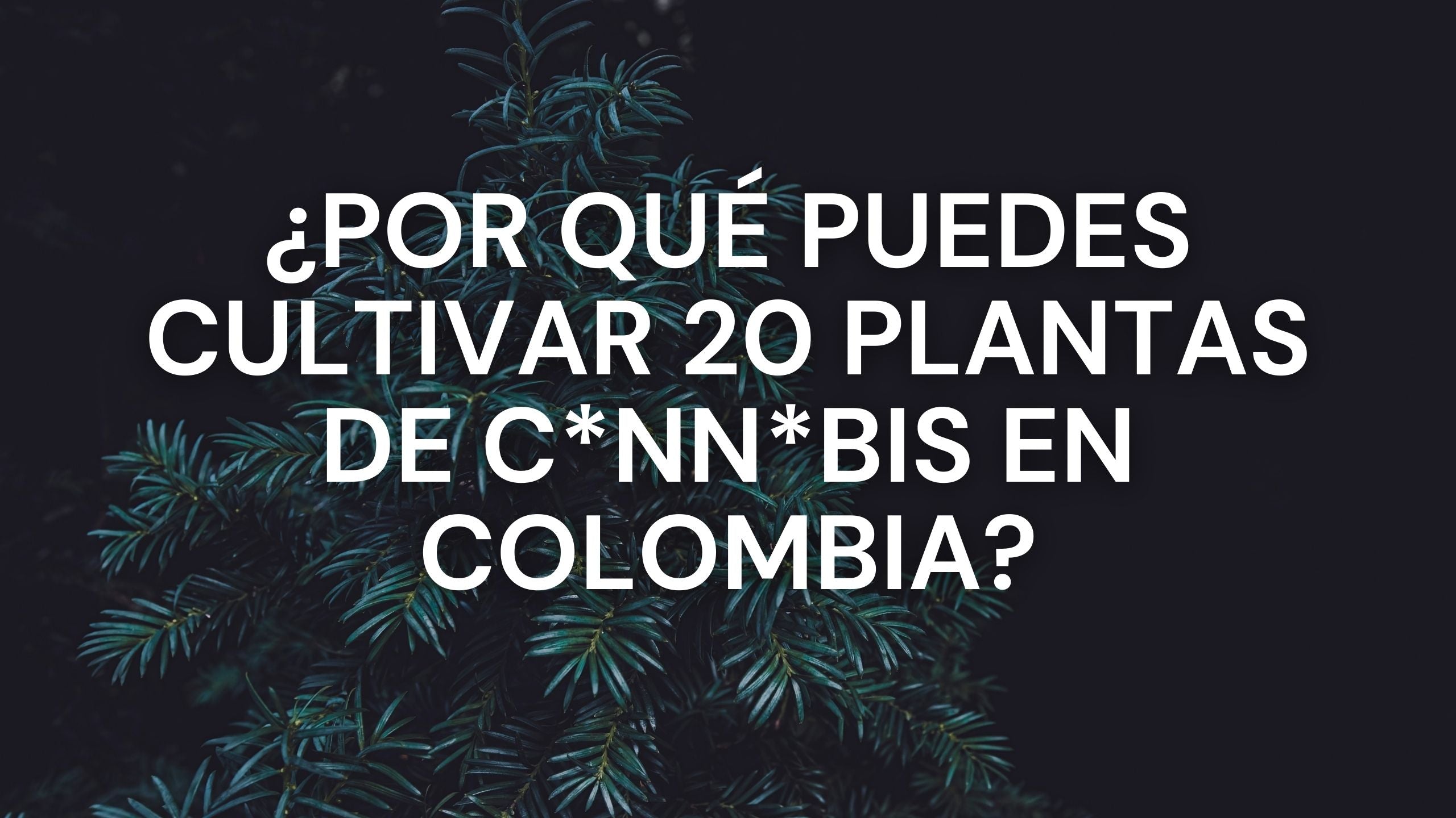 ¿Por qué puedes cultivar hasta 20 plantas de cannabis en Colombia?
