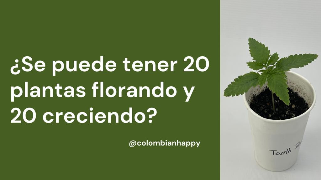 ¿Se puede tener 20 plantas florando y 20 creciendo?
