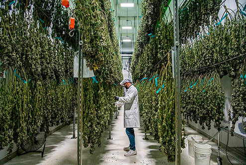sala de secado de cannabis, tendederos de flores de cannabis, cómo secar cannabis o marihuana, secado de las flores de cannabis o marihuana 