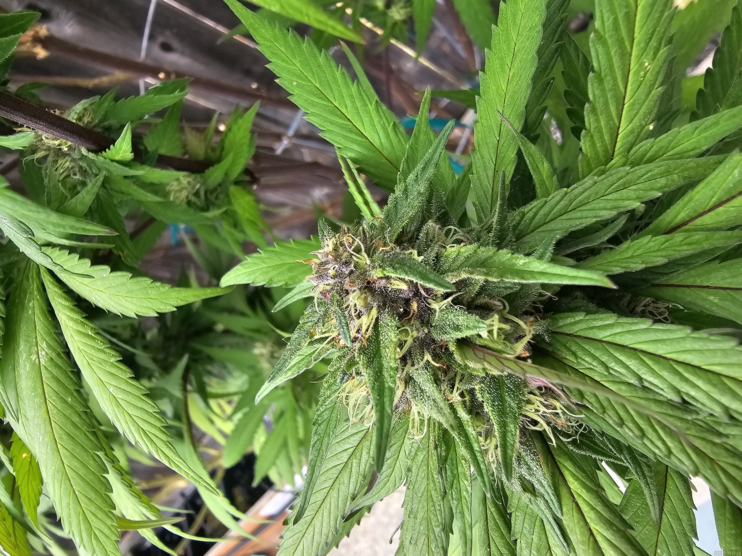 Berries Auto - Seed Hunters - Pack x 2