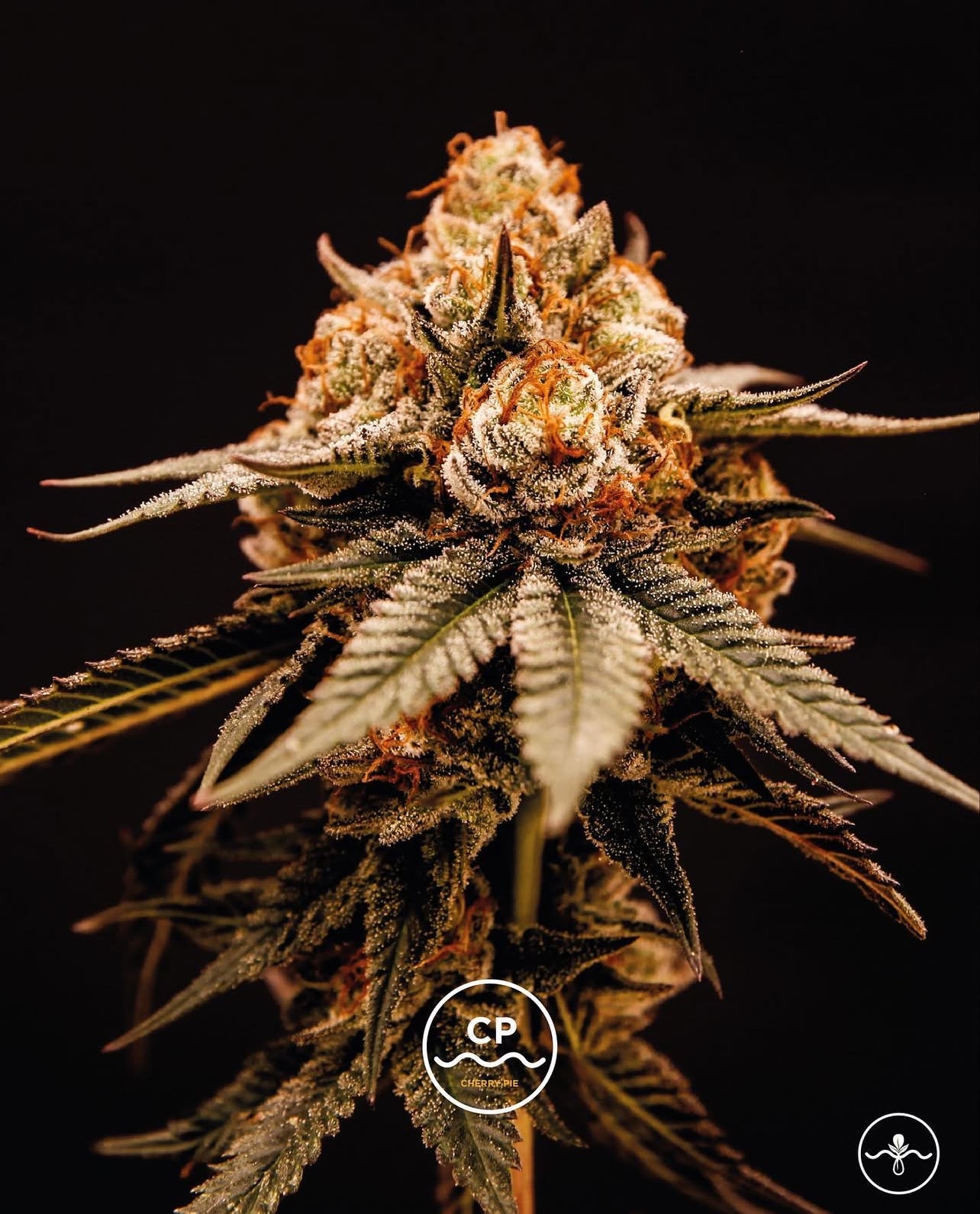 Cherry pie Feminizada - Seed Hunters - Pack x 2