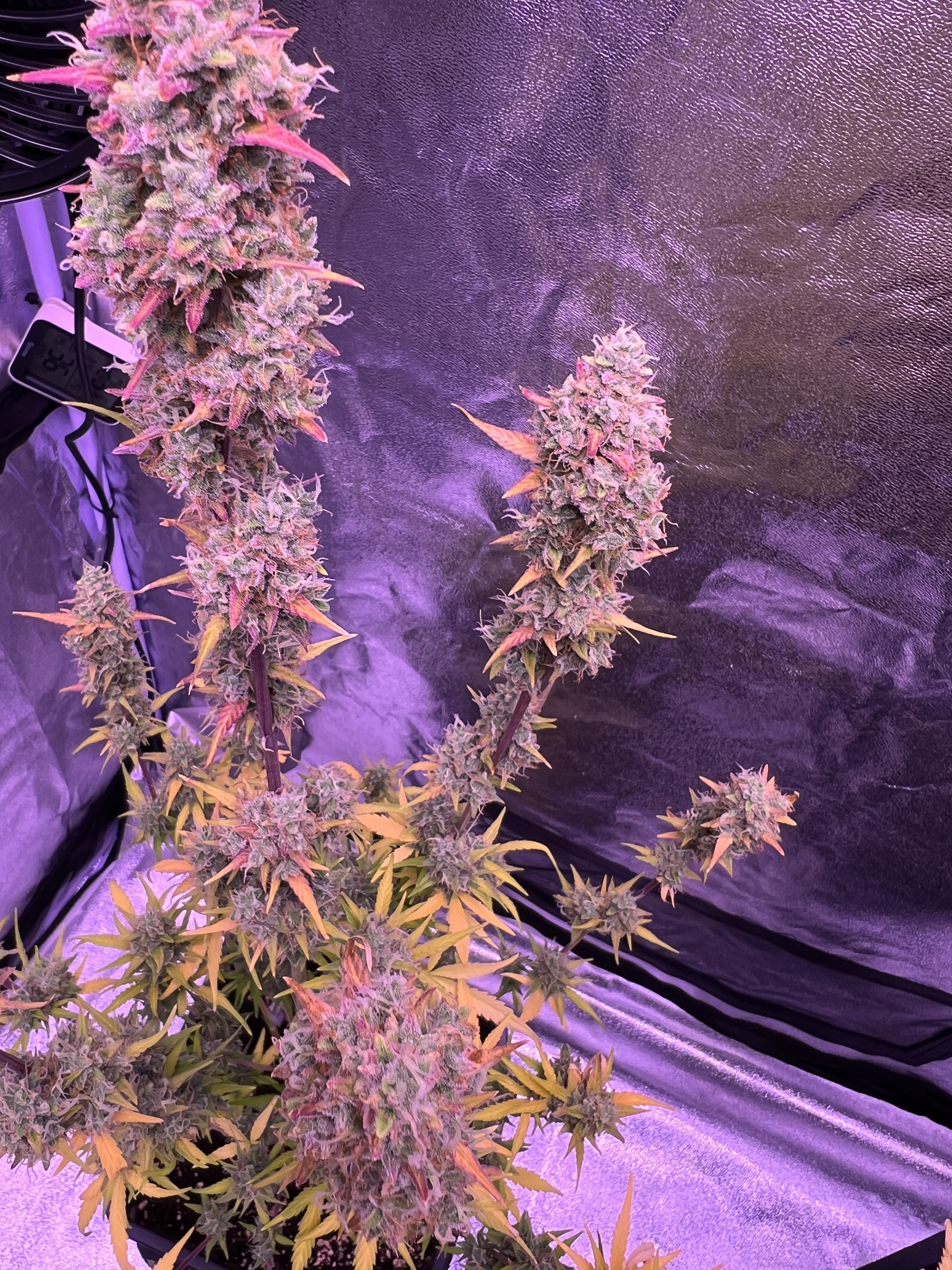Berries Auto - Seed Hunters - Pack x 2