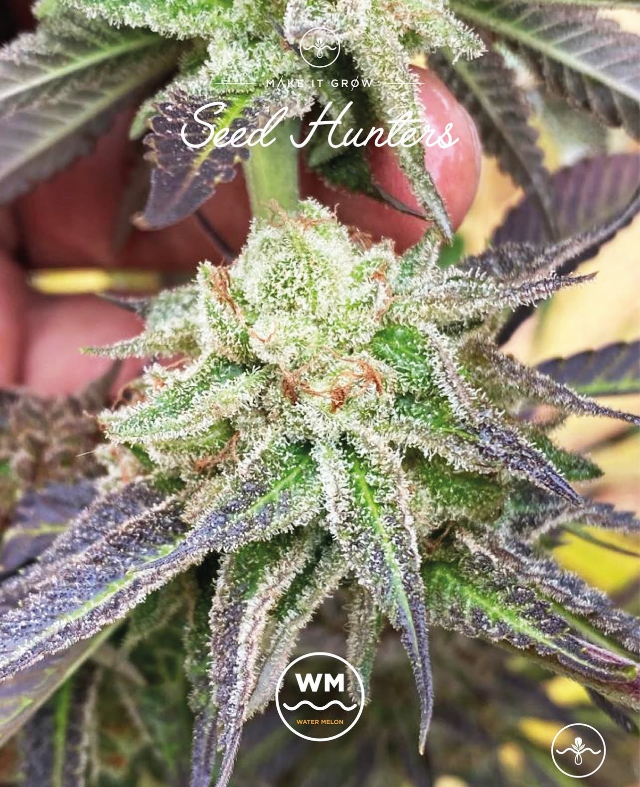 Watermelon Feminizada - Seed Hunters - Pack x 2