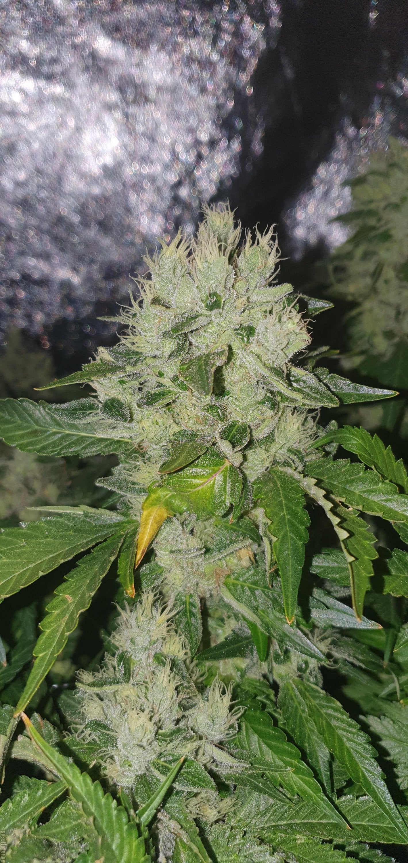 Black Domina Feminizada - Seed Hunters - Pack x 2