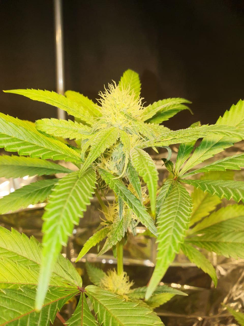 Gary`s Cream - Seed Hunters - Pack x 2