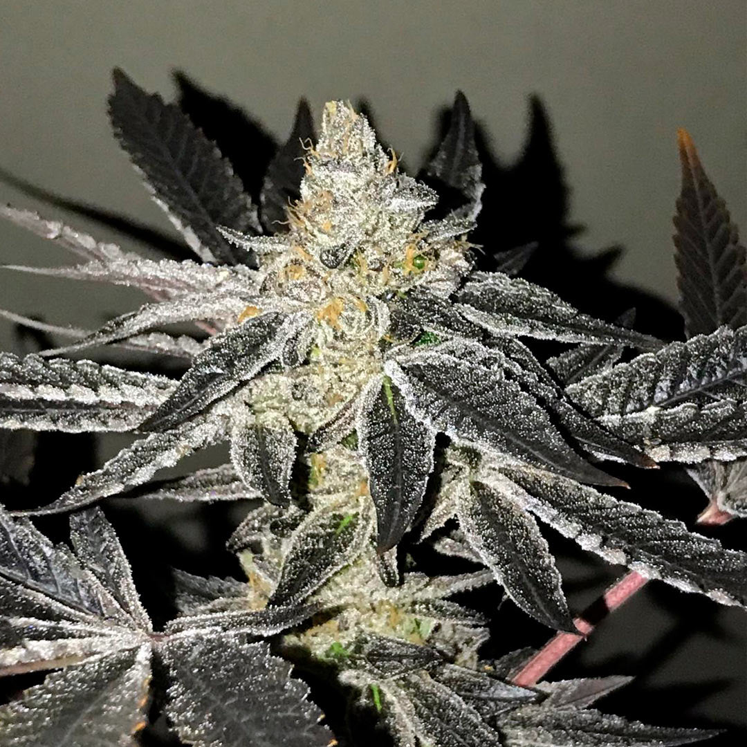 2y2 Feminizada R-kiem
