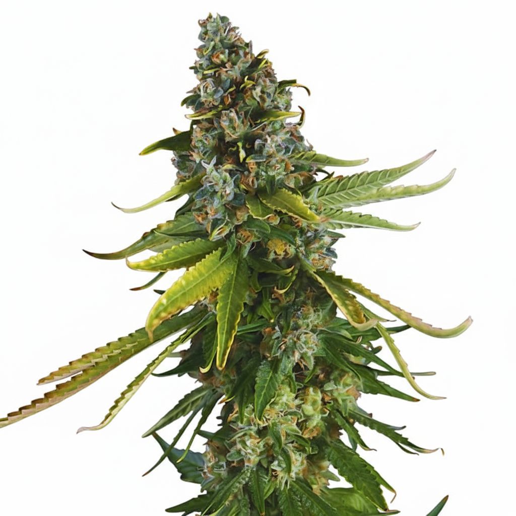 Amnesia - Seed Hunters - Pack x 2