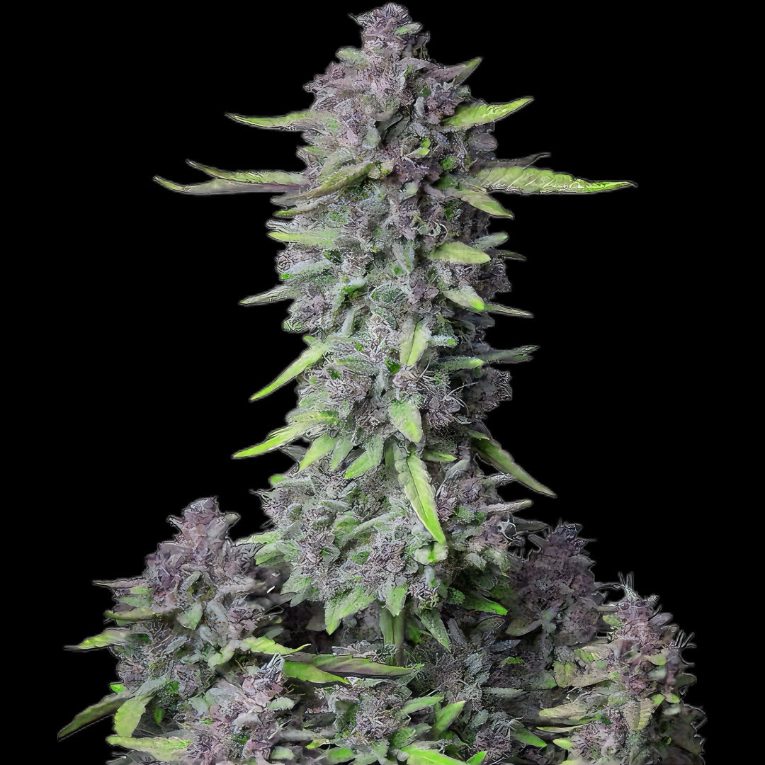 Purple Punch Auto - Seed Hunters - Pack x 2
