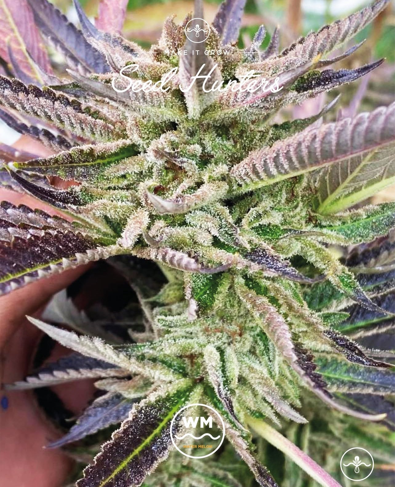 Watermelon Feminizada - Seed Hunters - Pack x 2