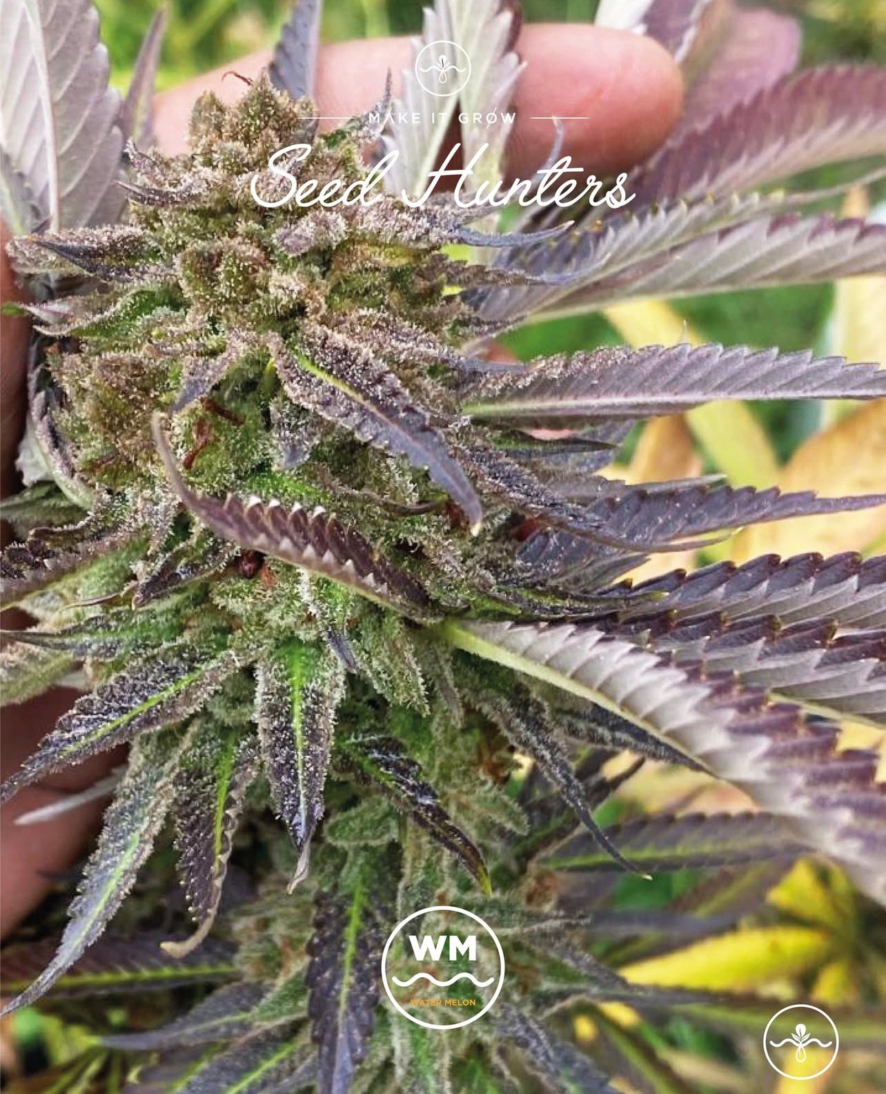 Watermelon Feminizada - Seed Hunters - Pack x 2
