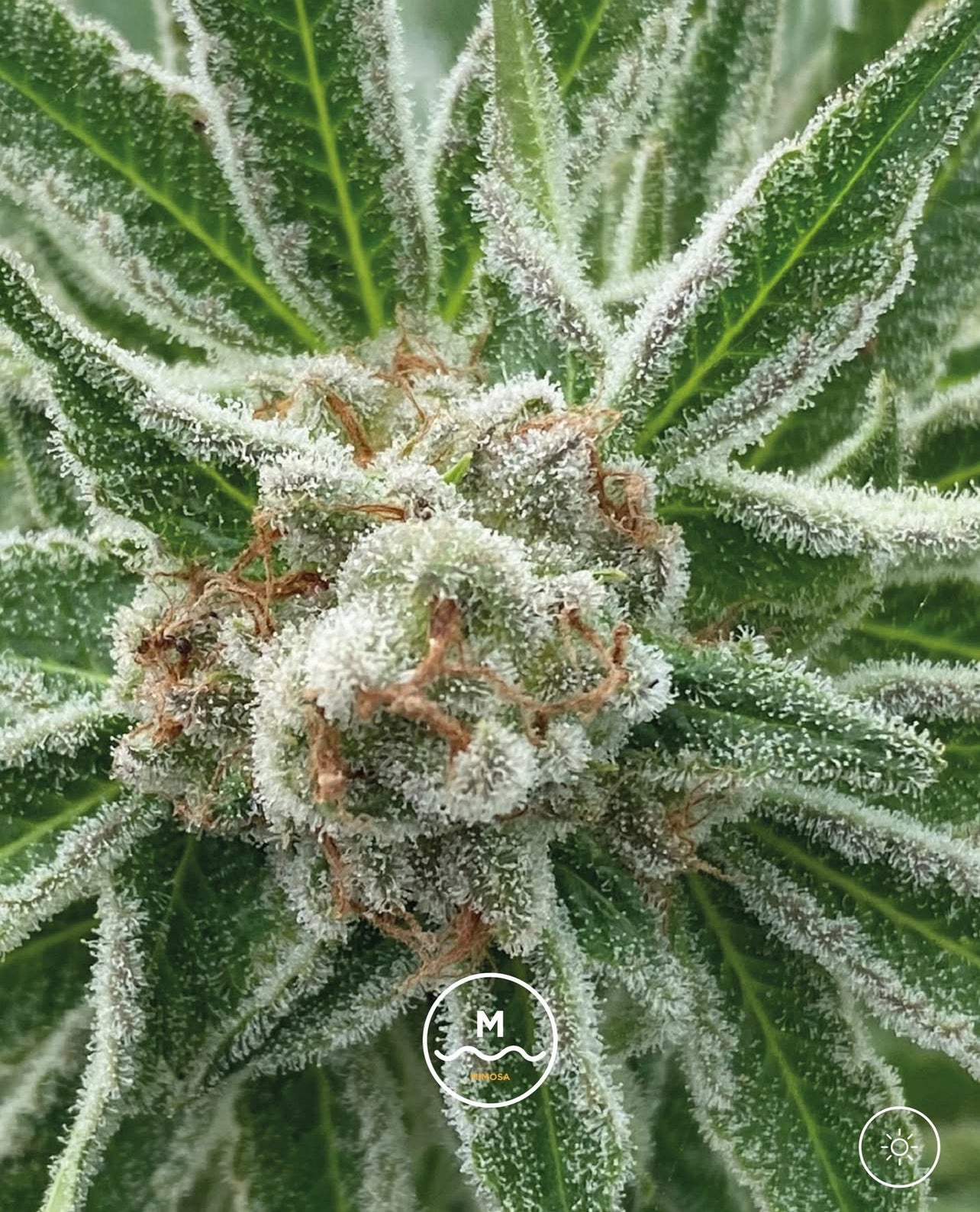 Mimosa Feminizada - Seed Hunters - Pack x 2