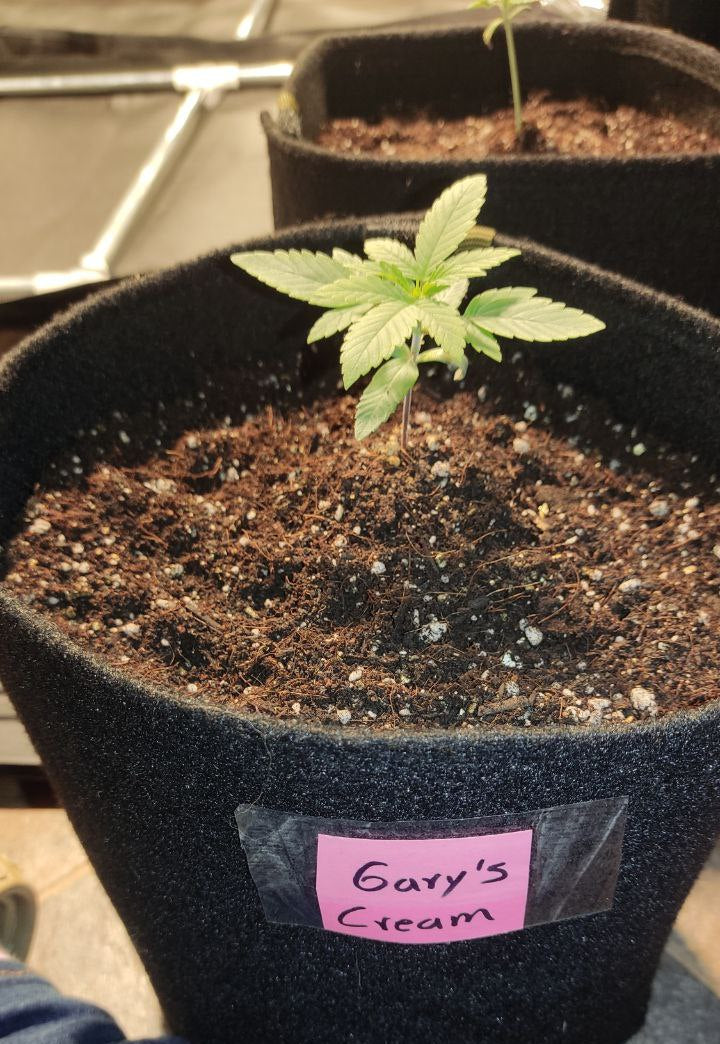 Gary`s Cream - Seed Hunters - Pack x 2