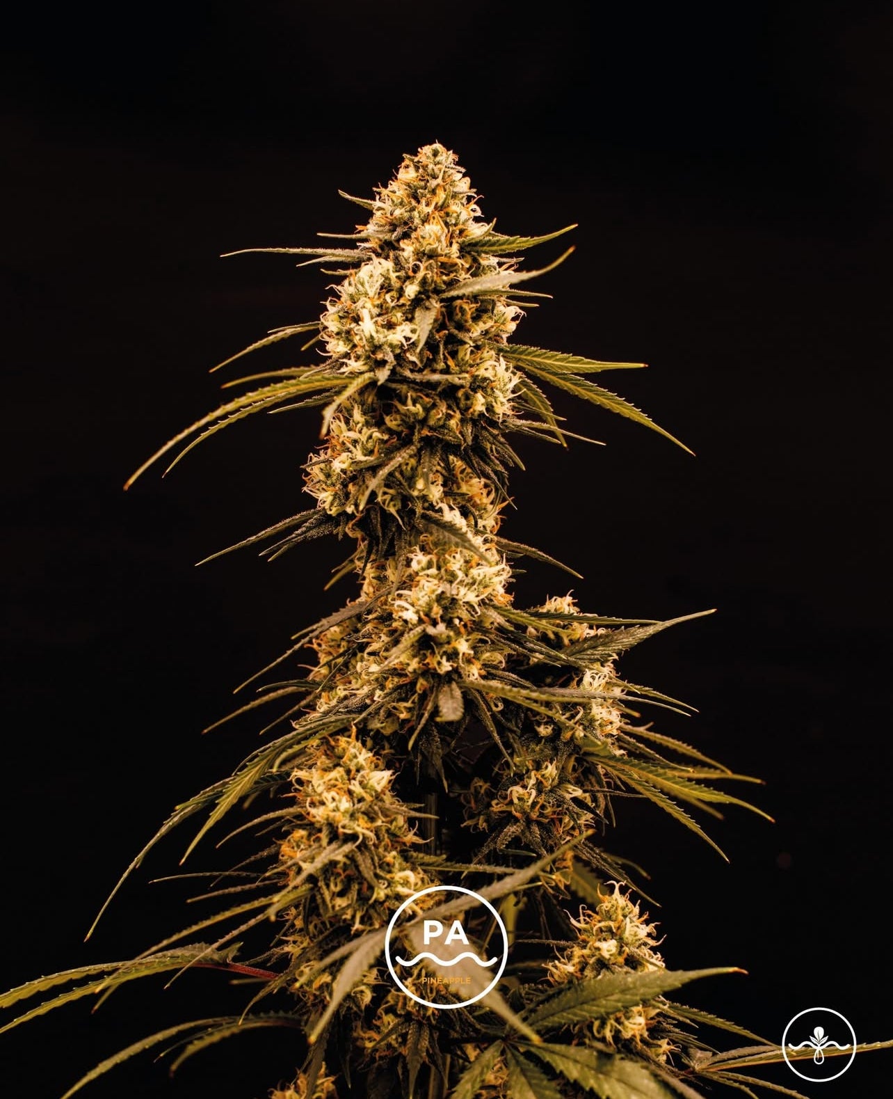 Pineapple Feminizada - Seed Hunters - Pack x 2