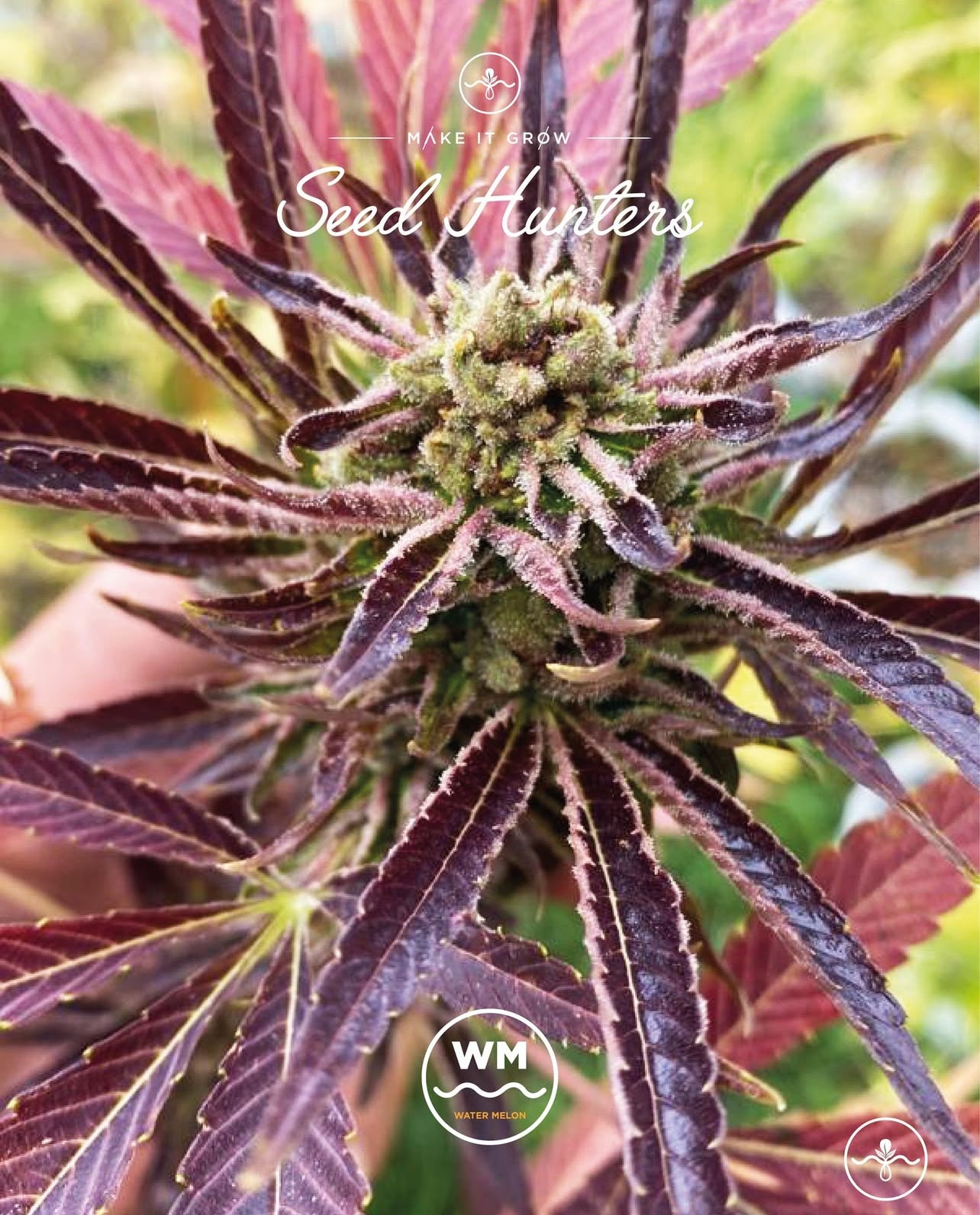 Watermelon Feminizada - Seed Hunters - Pack x 2