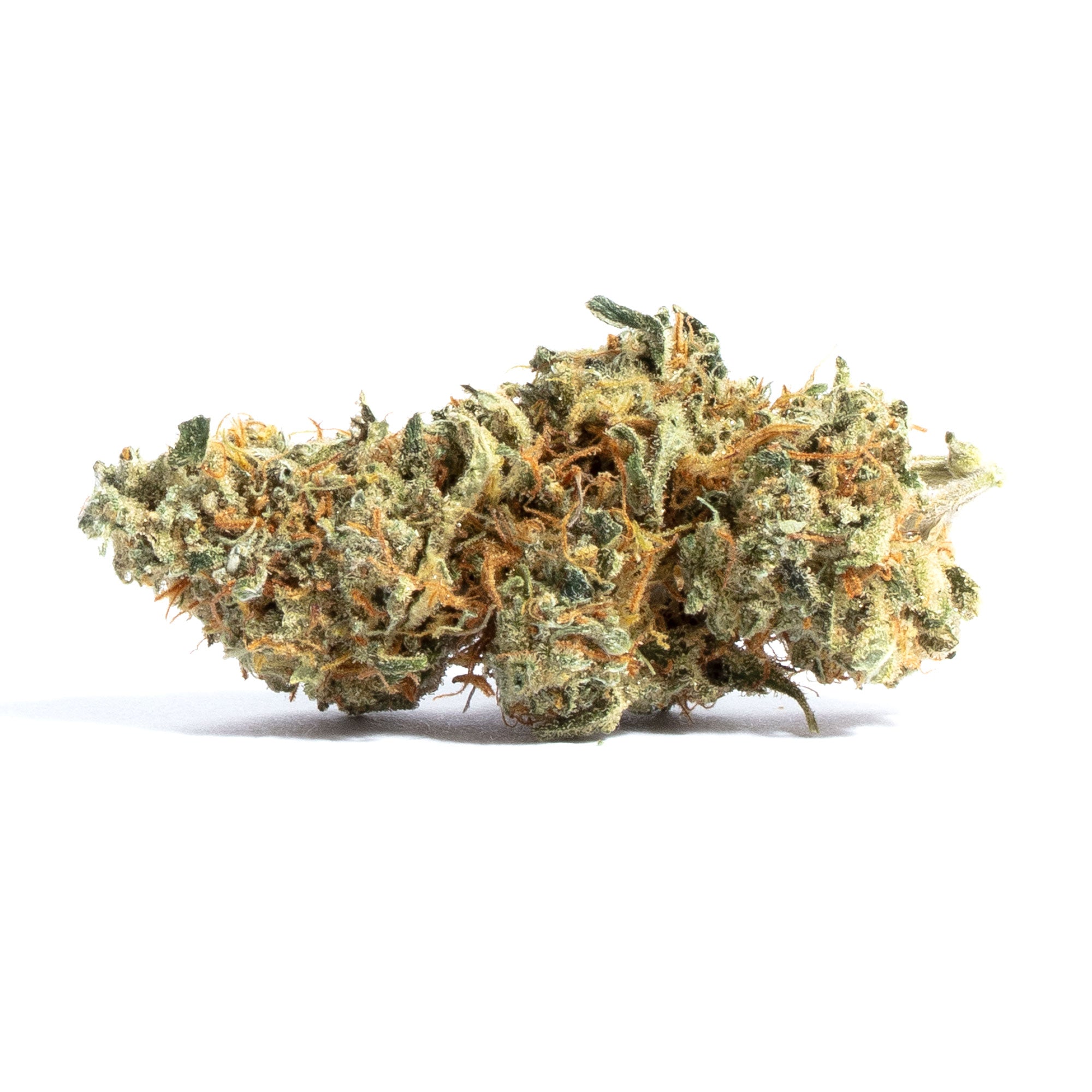 Amnesia - Seed Hunters - Pack x 2