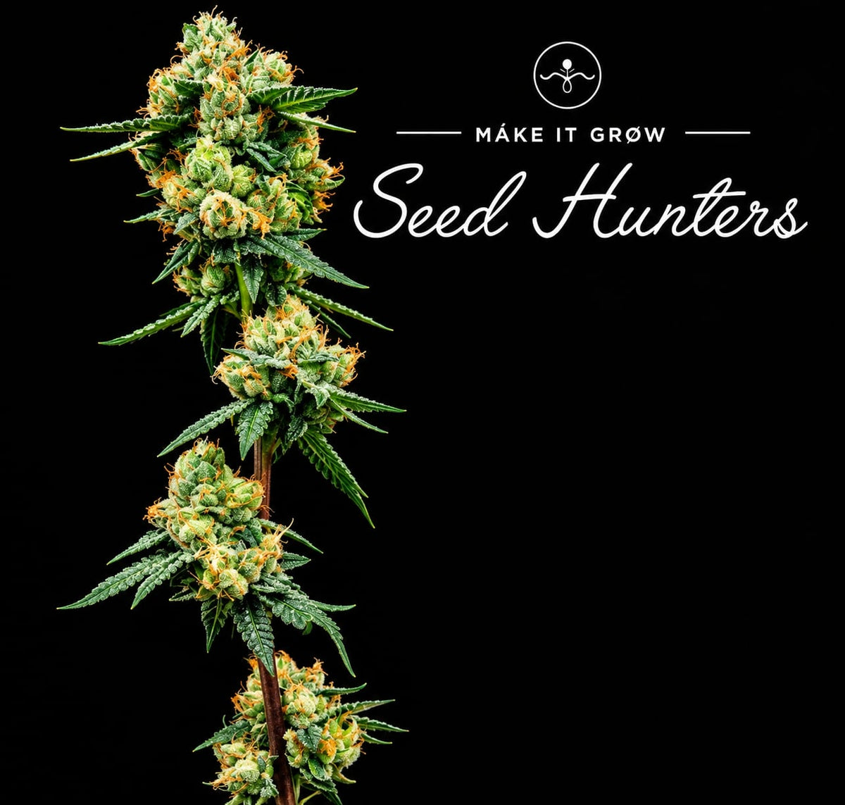 Acaí Gelato Feminizada - Seed Hunters - Pack x 2