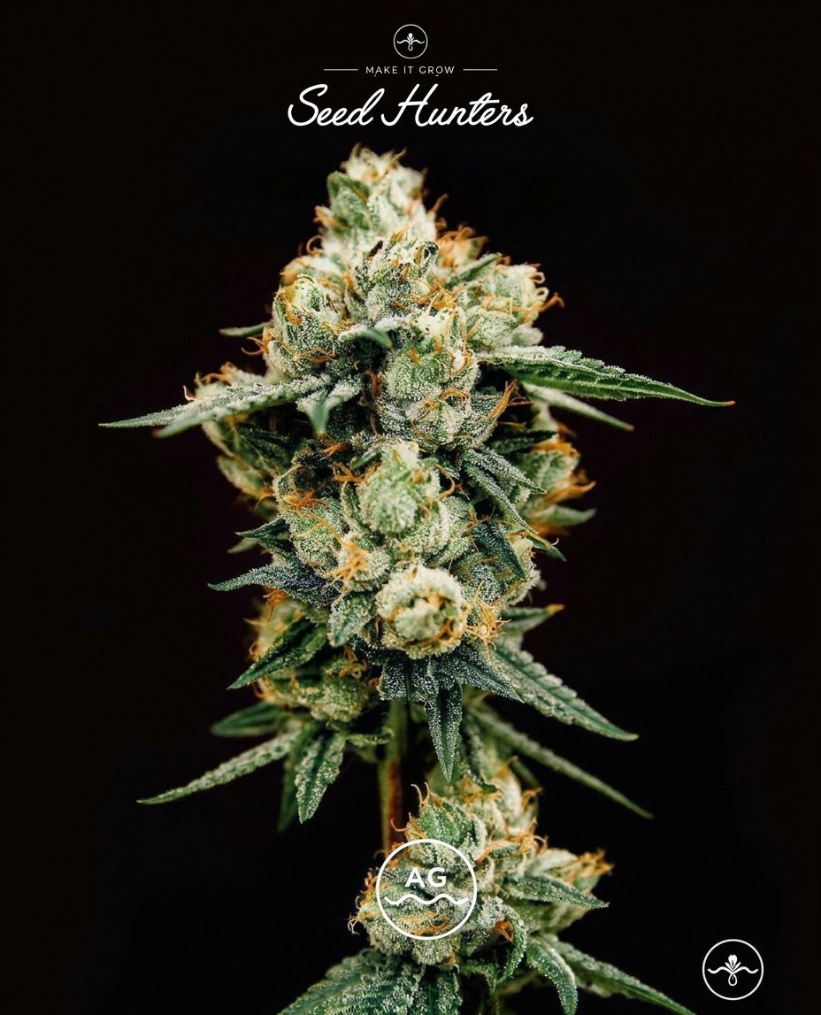 Acaí Gelato Feminizada - Seed Hunters - Pack x 2