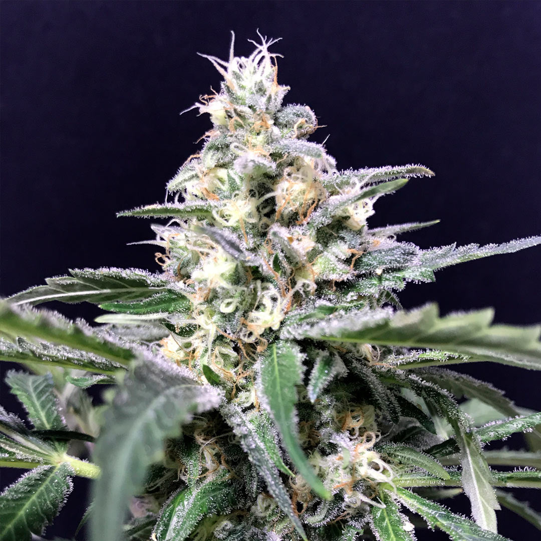 Amnesia Amazon Auto R-kiem