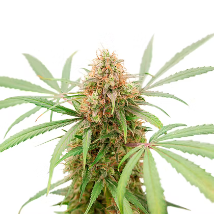 Auto AK Triple Haze X3 Super Sativa Seeds Club