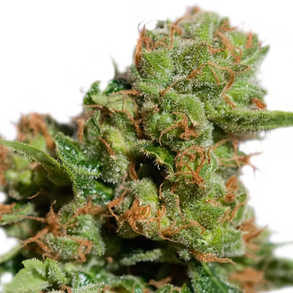 Auto Bruce Lemon Diesel X3 Super Sativa Seeds Club