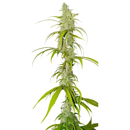 Auto Creeper X3 Super Sativa Seeds Club