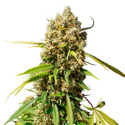 Auto Elephant X3 Super Sativa Seeds Club