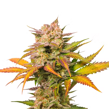 Auto Sweet Bourbon Kush X3 Super Sativa Seeds Club