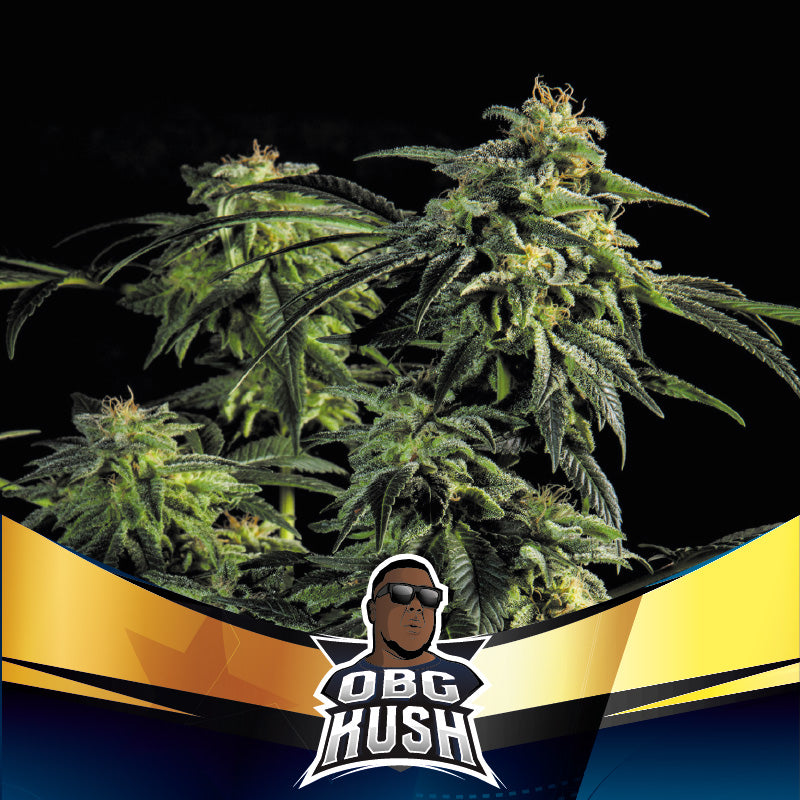 OBG Kush Fast Feminizada BSF Seeds