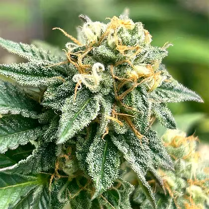 Banana Dessert Auto R-kiem