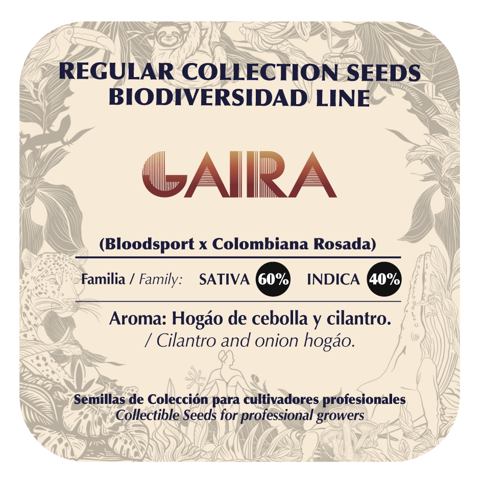 Gaira - Black Tuna - Pack x 10