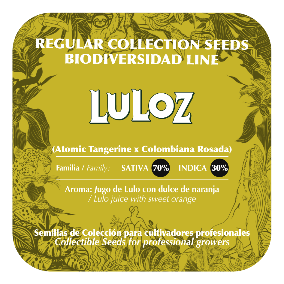 Luloz - Black Tuna - Pack x 10