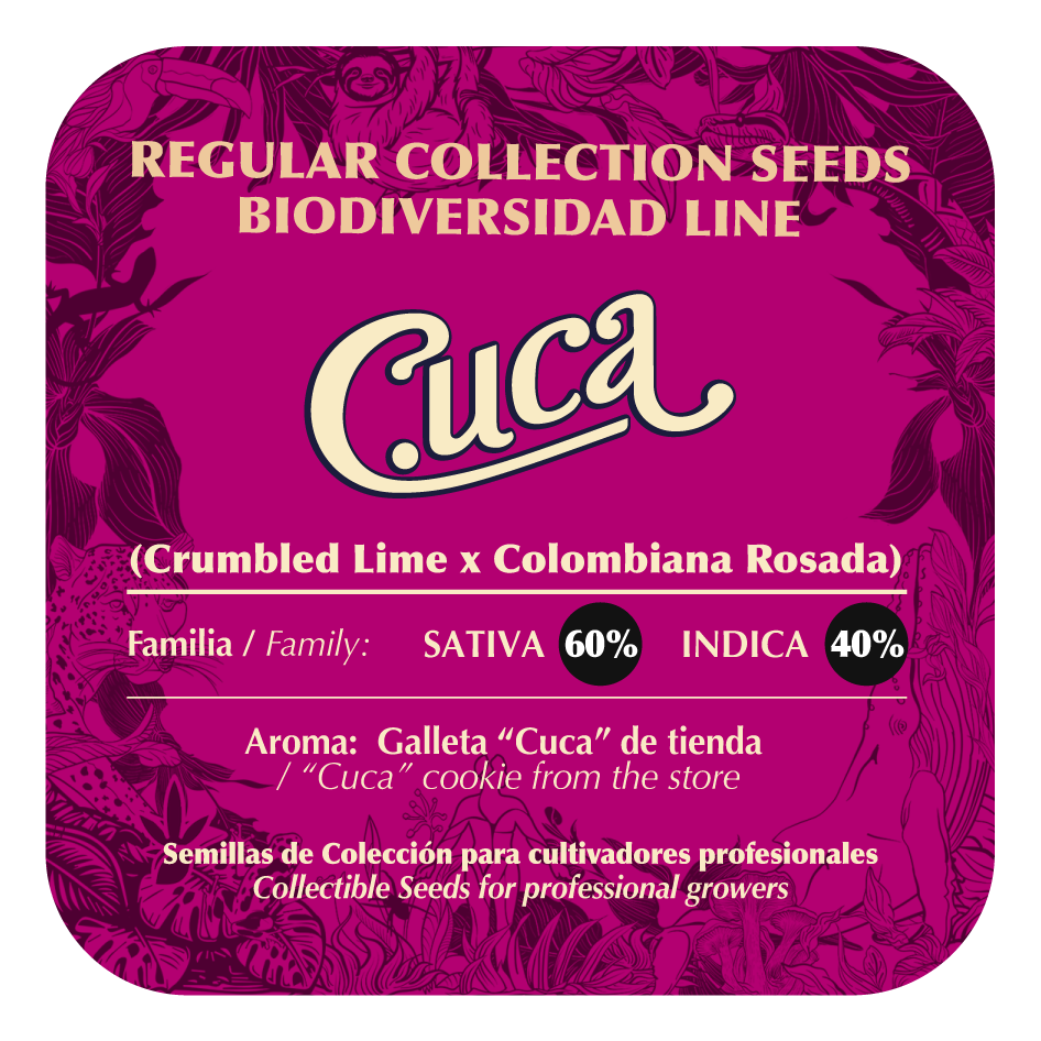 Cuca - Black Tuna - Pack x 10