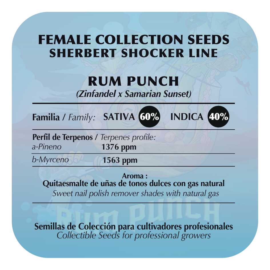 Rum Punch Feminizada - Black Tuna - Pack 3