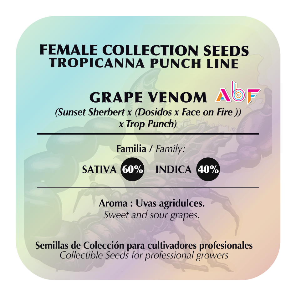 Grape Venom Feminizada - Black Tuna - Pack x 3