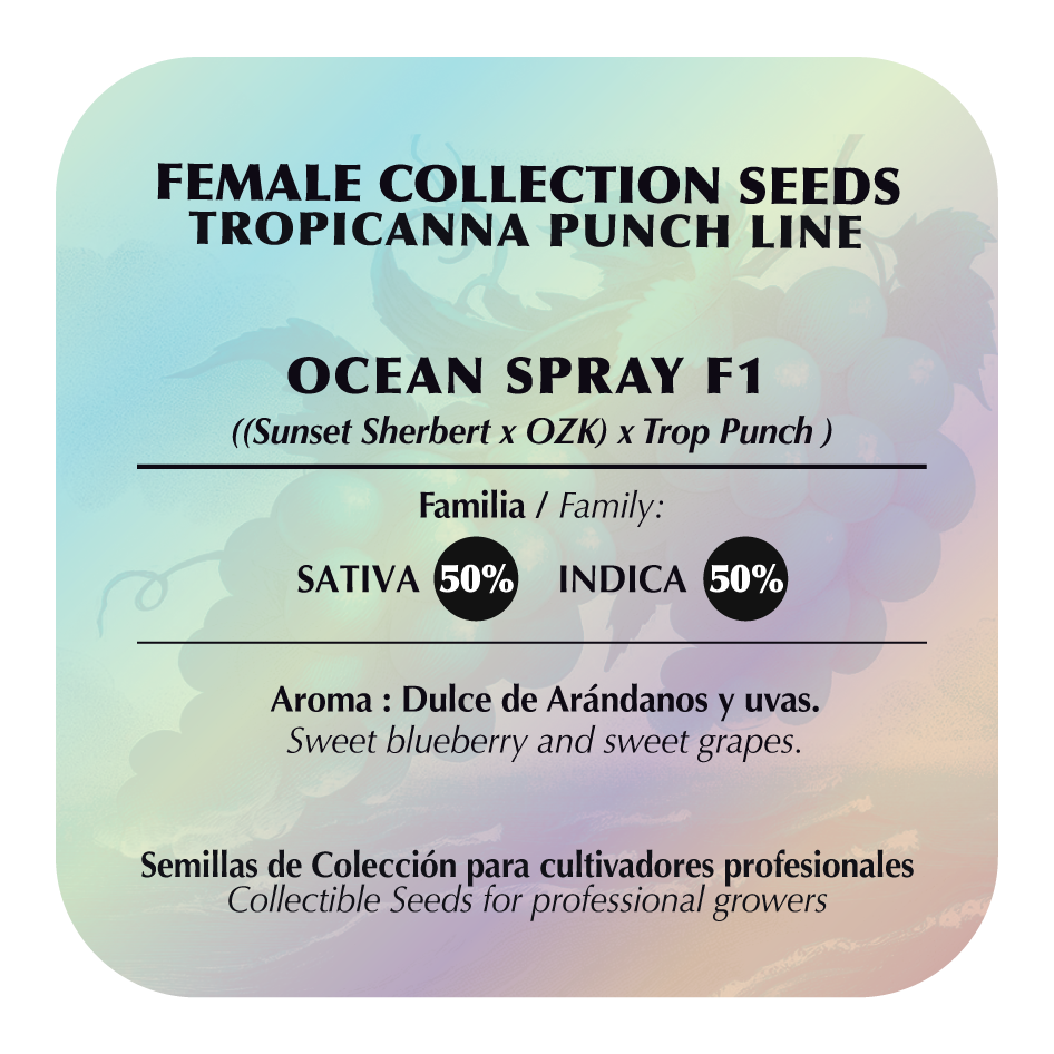 Ocean Spray Feminizada - Black Tuna - Pack x 3