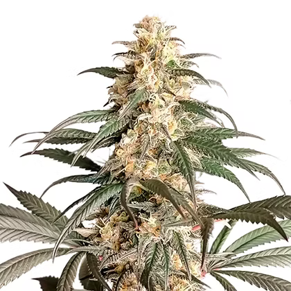 Black Lebanon Feminizada X3 Super Sativa Seeds Club