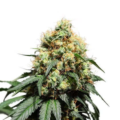 Bruce Lemon Diesel Feminizada X3 Super Sativa Seeds Club