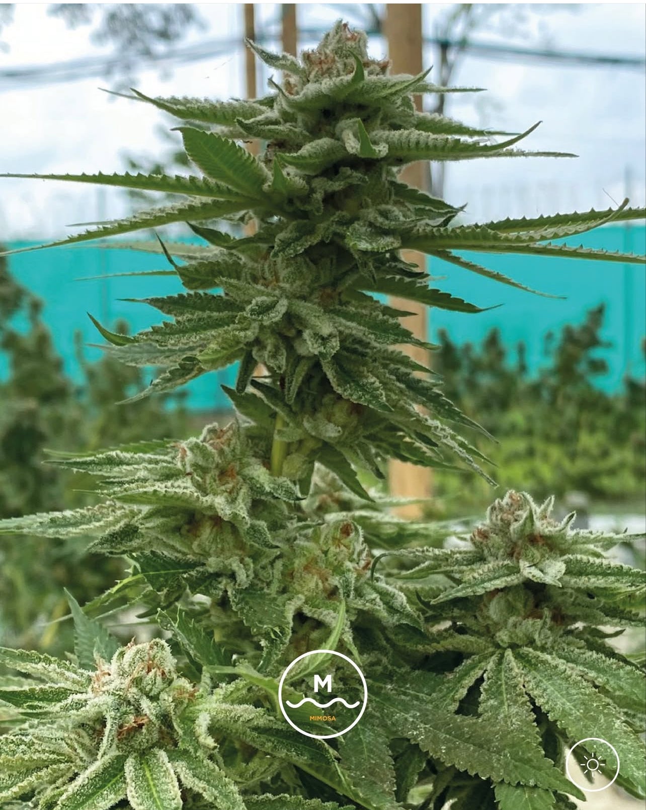 Mimosa Feminizada - Seed Hunters - Pack x 2