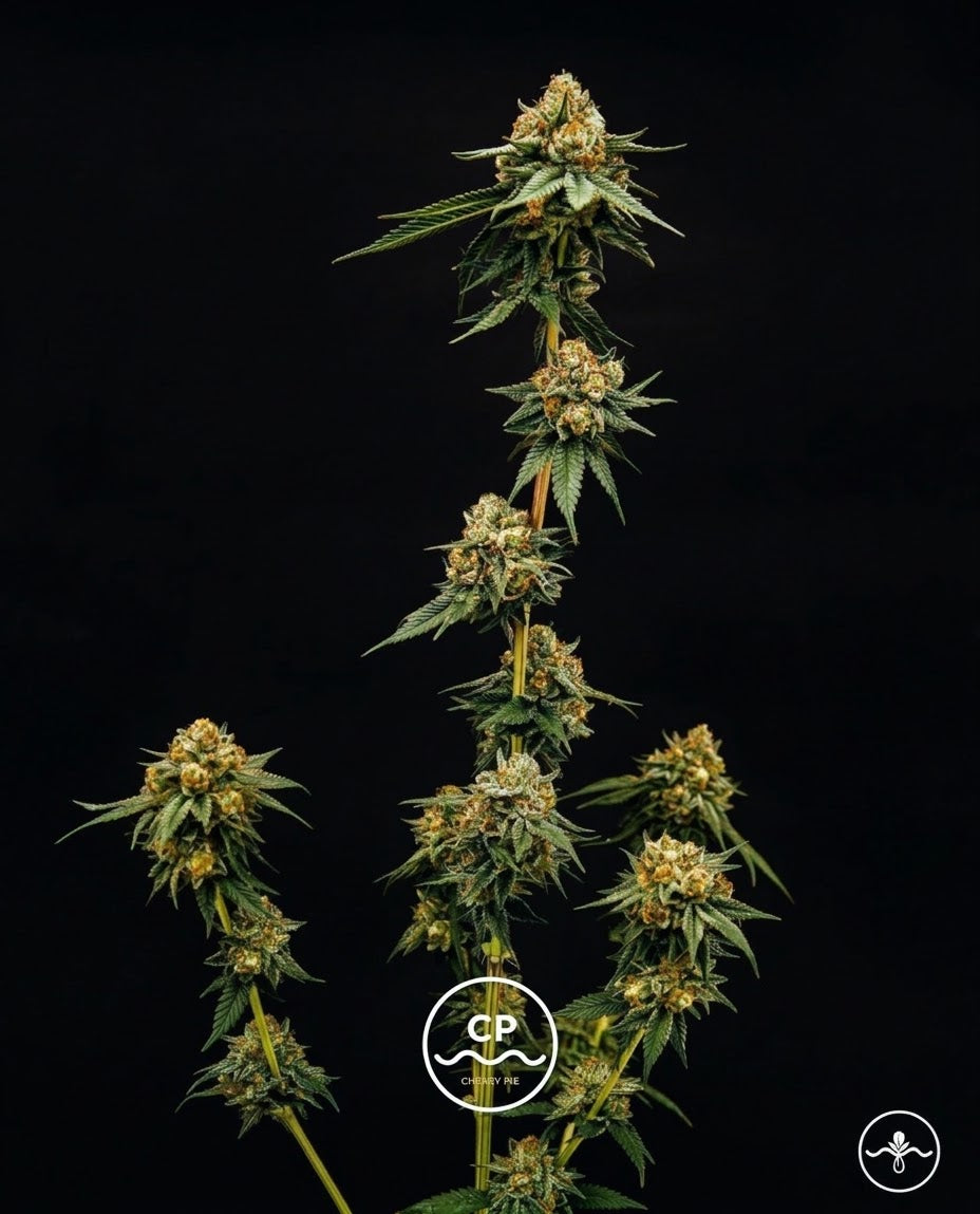 Cherry pie Feminizada - Seed Hunters - Pack x 2 (+1 extra)